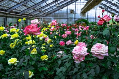 ローズヒルあまがせの秋薔薇　2023