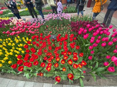 世界最大のフラワーガーデン　キューケンホフ公園へ