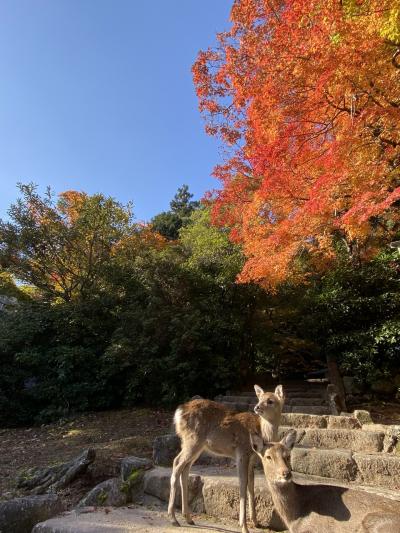 2021.11 広島 宮島