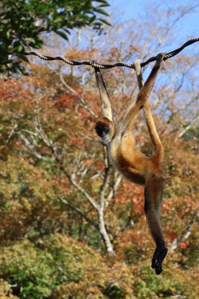 再びカピバラ露天風呂見物　in　シャボテン動物公園