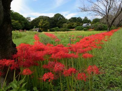 「つつじが岡第二公園」の彼岸花_2023(3)_やっと満開、でも見頃終盤でした（群馬県・館林市）