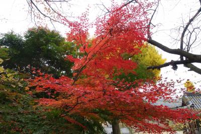 コロナ後初の海外はソウルで紅葉狩り♪３日間【２日目前編】満員の路線バスで行く南漢山城