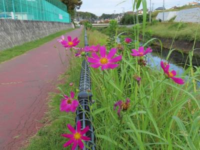 湯殿川沿いのコスモス 八王子 2023/09/29