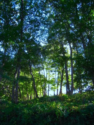 ぶらり立野緑地公園と震生湖～秦野市～