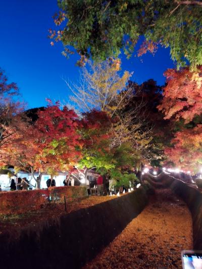 秋の山梨紅葉旅（２）新倉山浅間神社・もみじ回廊