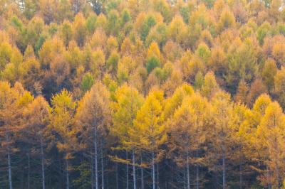 晩秋の丘　緑萌ゆる畑と褐色に色づく木々　美瑛町