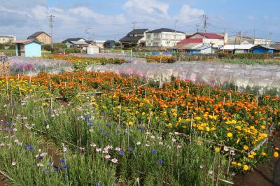 2021勝浦・鴨川・白浜・館山の旅