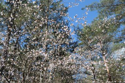 春の上信越♪　Vol.3 ☆北軽井沢：春の浅間高原♪