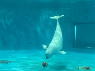 島根・山口、飛行機・列車・船で行く、２つの水族館の旅【１日目】