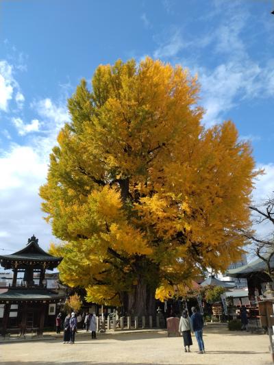 飛騨高山 国分寺の 大銀杏の黄葉を見に ピンポイント日帰り旅