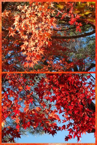 山中湖で紅葉を見て来ました 2023.11.14 ＝2.山中湖湖畔の紅葉＝