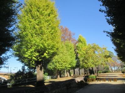 柏市の柏下・柏ふるさと公園・紅葉・2023年11月