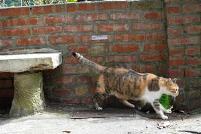 猫村（猴&#30800;）に行きたくて！エバー航空ロイヤルローレルクラスで行く～台北2023年11月