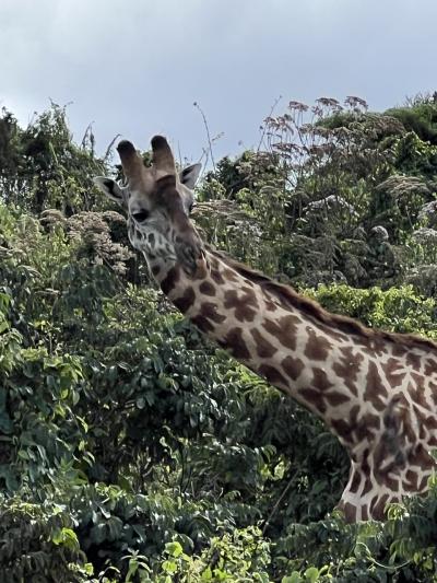 2023年10月 タンザニアサファリの旅 その③