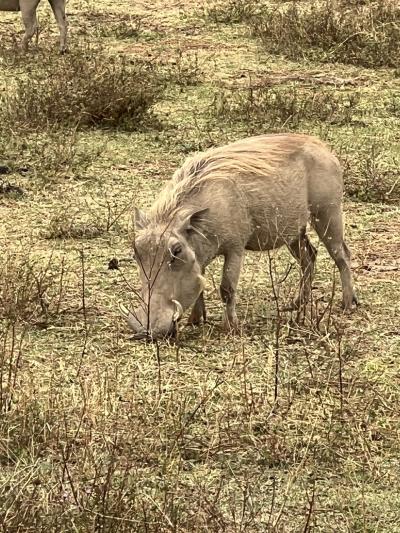 2023年10月 タンザニアサファリの旅 その④