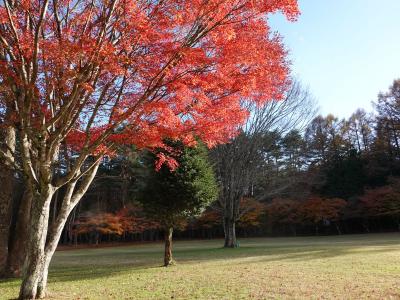 山中湖で紅葉を見て来ました 2023.11.14 ＝3.パインズパークの紅葉＝