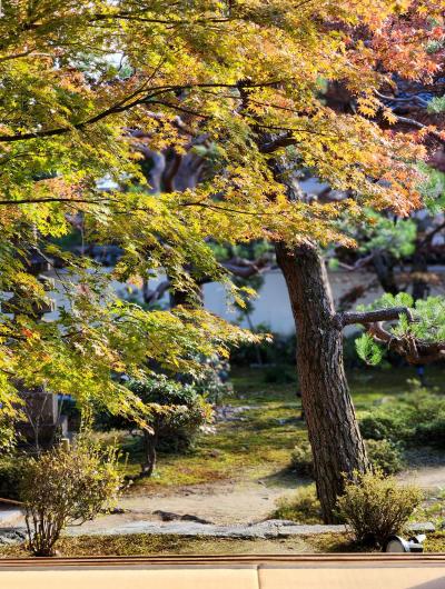 2023年紅葉の色づき状況&#9825;圓光寺＊車折神社＊鹿王院＊渡月橋