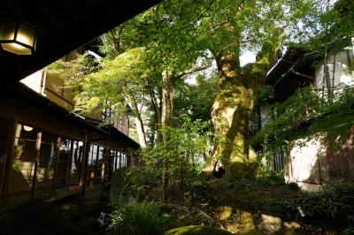 葛城山からの展望と修善寺温泉の名旅館