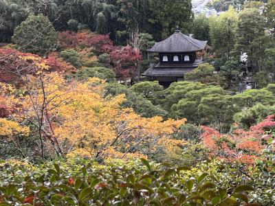 シニアの2023  青空のもと、とってもべたな京都紅葉散歩１（哲学の道・法然院・銀閣寺）