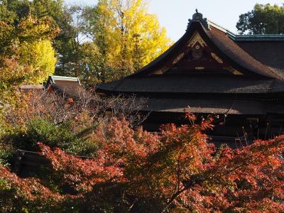 [2023年11月]紅葉（予定）の京都に一人旅