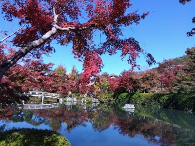2023年京都で紅葉狩り＠一人旅を満喫した旅