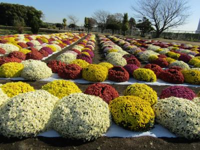 ざる菊（海老名市本郷1）