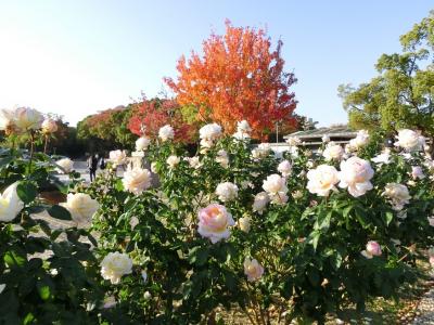 秋晴れの大阪万博記念公園　自然文化園・平和のバラ園で、質素＆ささやかな「秋バラ＆紅葉」を楽しむ。（2023）