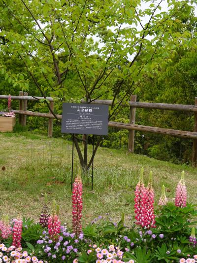 高知-2　高知県立牧野植物園a　「らんまん」放送中　☆マキノの日（生誕日）-無料開園