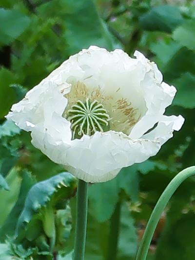 高知-5　高知県立牧野植物園d　エビネ・桜草・トビカズラ　☆禁断/ケシｰ妖艶に咲き