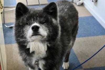 どこかにマイルで秋田へ☆2日目もとことん大館を楽しもう♪秋田犬ラテアート・曲げわっぱティラミス