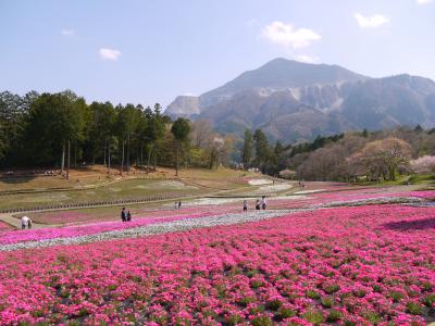 泊まったことない県を制覇する！ラスト1県☆埼玉編【1日目：秩父・満開の羊山公園と秘湯の宿「かやの家」】　