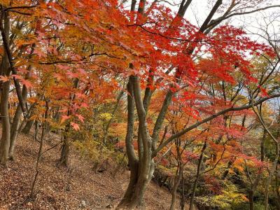 秋の伊豆ヶ岳 電車で行く紅葉登山