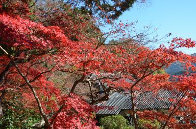 今年も丹波篠山の「もみじ三山」に行って来ました。