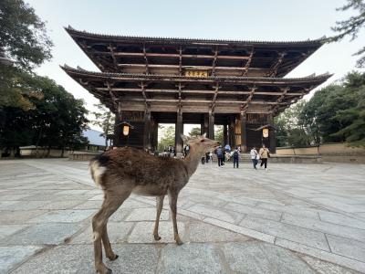そうだ、奈良へ行こう