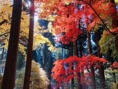 長野市清水寺の紅葉と城山動物園へ