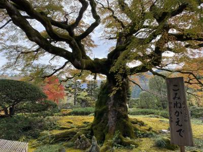 ショートトリップ秩父・西善寺のコミネカエデ