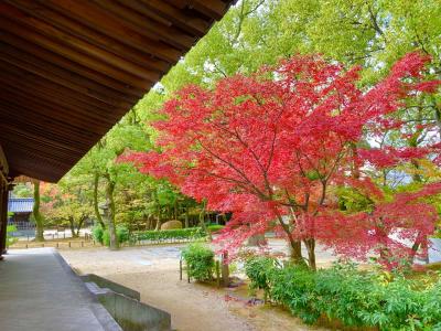 2023年 福岡市内の紅葉を見に気ままにぶらり旅