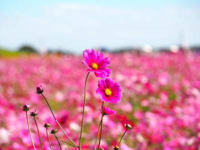 広大な河川敷に咲く満開のコスモス☆最高に見頃だった「コスモスフェスティバル」（鴻巣市／吹上）