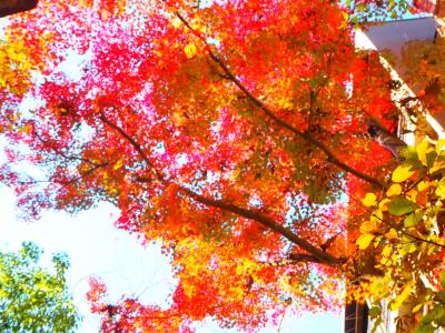 2023.11.24 御岳渓谷 紅葉散歩