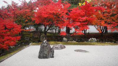 紅葉を求めて午前中は高雄へ。午後は相国寺で若冲と応挙展