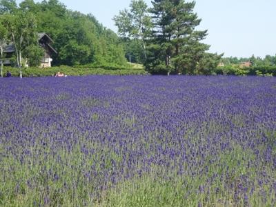 ラベンダーを見に富良野へ～ファーム富田 (初夏の道央・道北へ＃3)