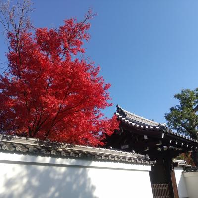 紅葉の京都  妙心寺と龍安寺