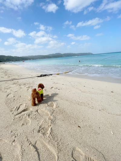 初めての犬連れ沖縄旅