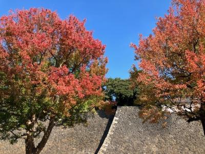 紅葉の「皇居乾通り一般公開」に行ってきました。