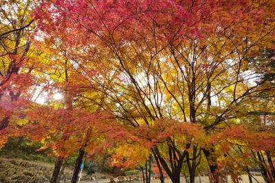 山間の紅葉＆温泉→県庁界隈へ～秋のぐんま旅。