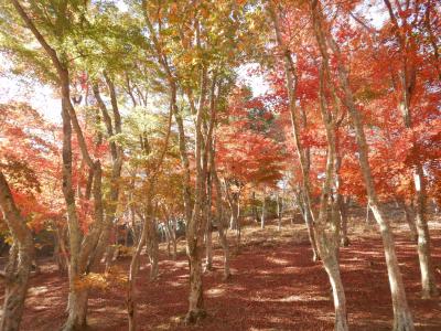 2023 修善寺で紅葉散歩＆金冠山ハイキング