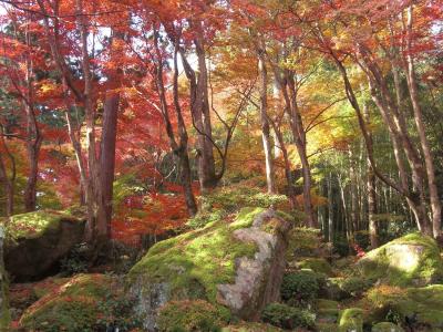 降り注ぐ紅葉の中の教林坊