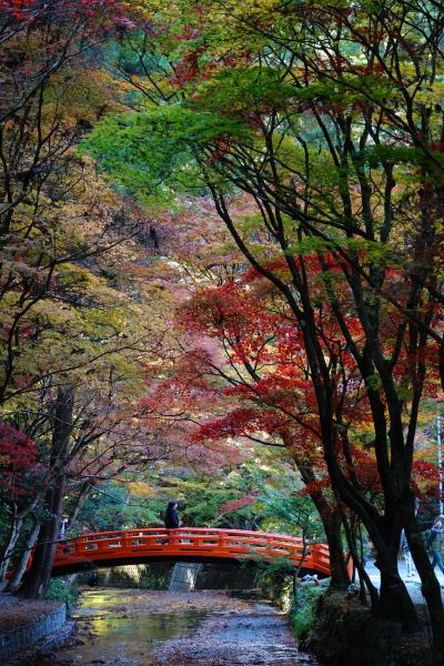 小國神社 紅葉2023