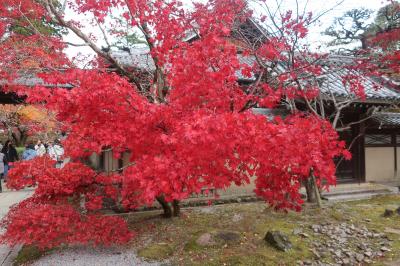 紅葉シーズンも過ぎつつある湖東三山（百済寺）と永源寺！