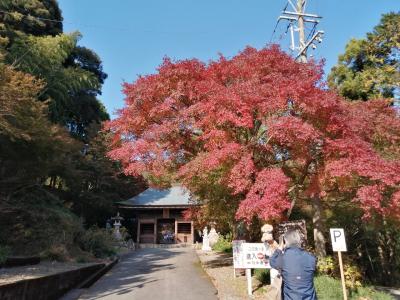 豊橋、紅葉の始まった普門寺までウォーキング…ヒマラヤ桜も同時に見られました